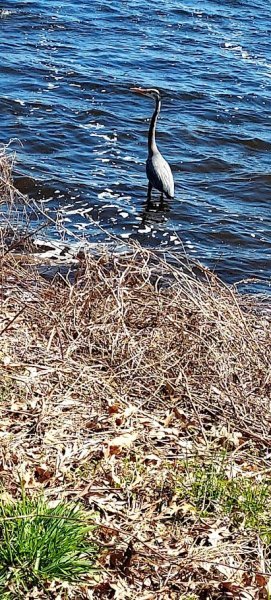 Heron at Lake Apr 24.jpg