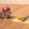 Safety Mouse