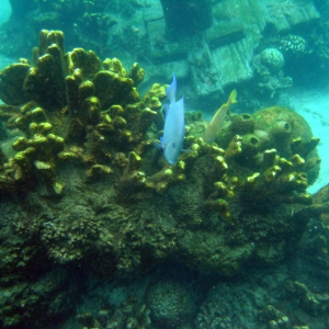 Discovery_Cove_Coral_Reef_06