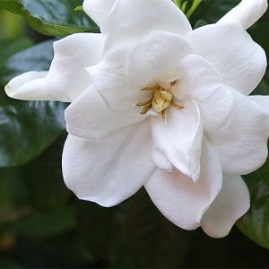 White Flower - Gardenia