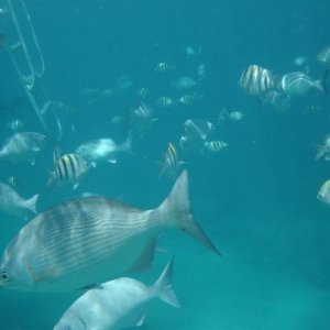 Fish Frenzy - Shipreck, Grand Cayman