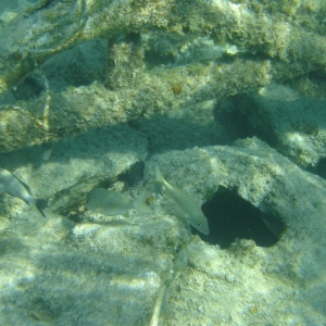 Snorkeling at Castaway Cay