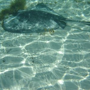Just love that underwater digital camera case!