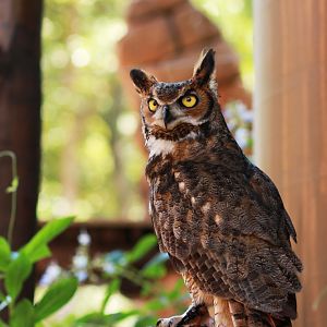 Wonders of Flight owl