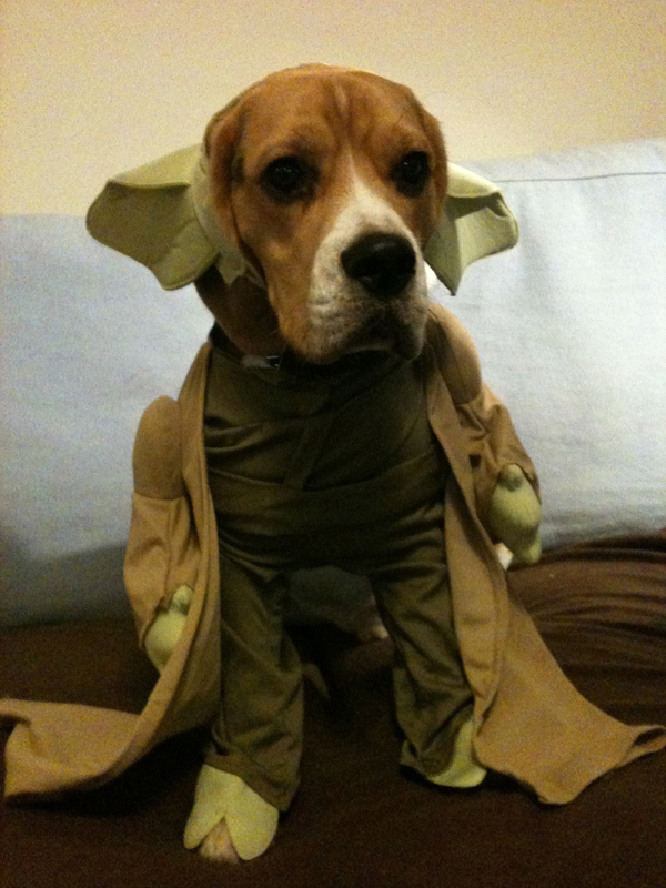 hunter-yoda-beagle.jpg