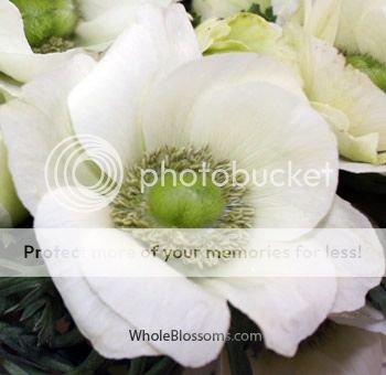white-anemone-green-center_zps28c789ad.jpg