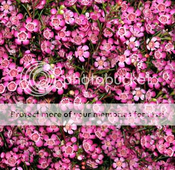 waxflower-dark-pink_zps2e7d21e5.jpg