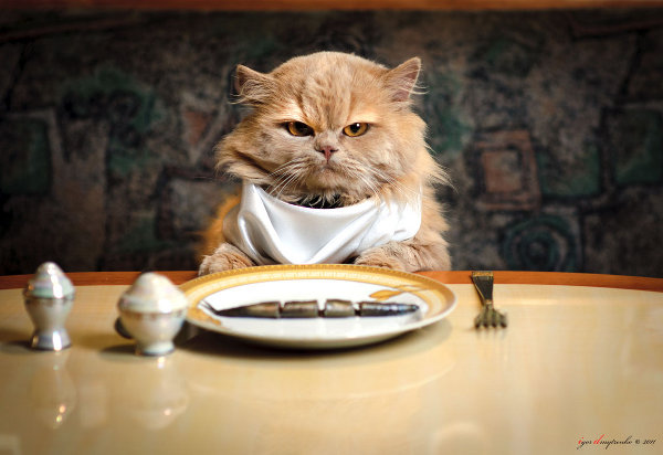 cat-dinner-table.jpg
