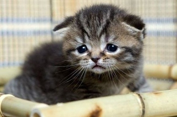 15-really-really-sad-cats-and-kittens-1-4306-1354768931-1_big.jpg
